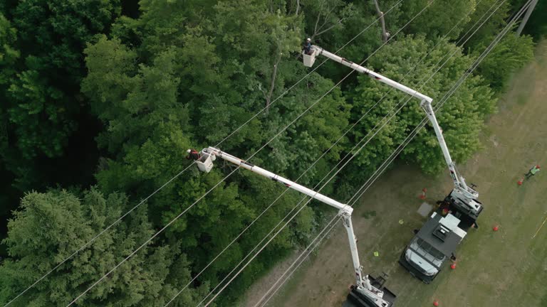 Santa Clara, UT Tree Removal Company